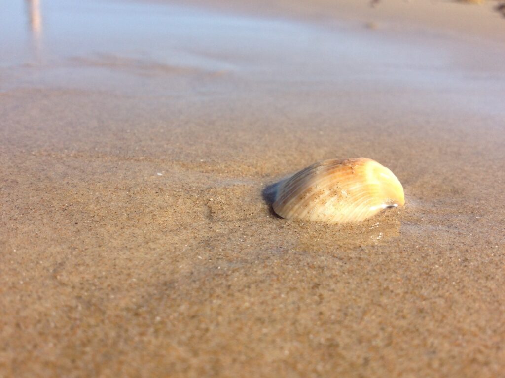 Mast cell vacation on the beach